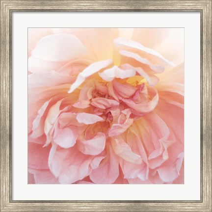 Framed Heavenly Rose Print