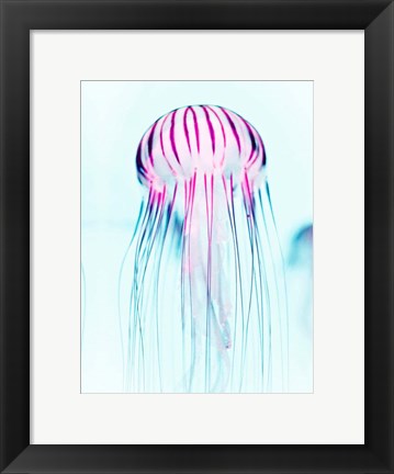 Framed Jelly Fish Print