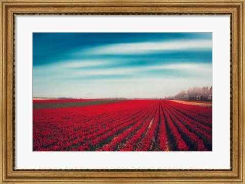 Framed Tulips Print