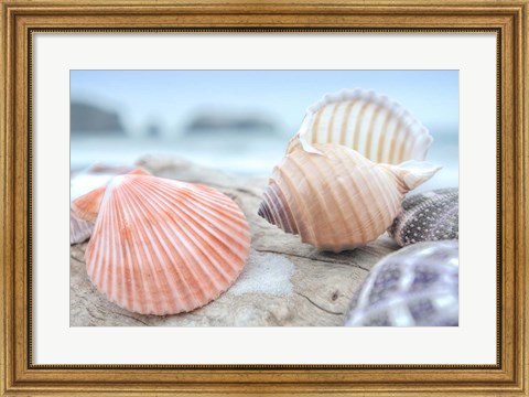 Framed Crescent Beach Shells 10 Print