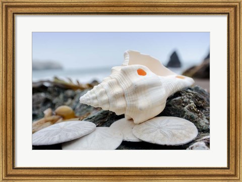 Framed Crescent Beach Shells 11 Print