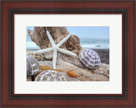 Framed Crescent Beach Shells 7 Print