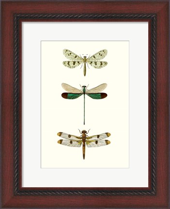 Framed Entomology Series VII Print