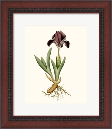 Framed Antique Iris IV Print