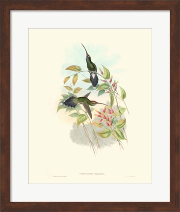 Framed Hummingbird Delight I Print