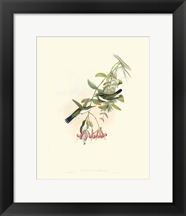 Framed Hummingbird Delight V Print