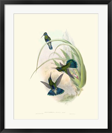 Framed Hummingbird Delight VI Print