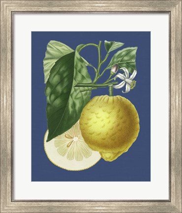 Framed French Lemon on Navy I Print