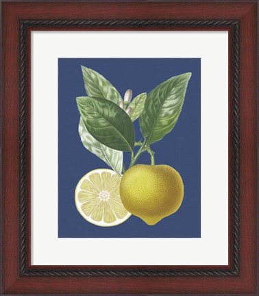 Framed French Lemon on Navy II Print