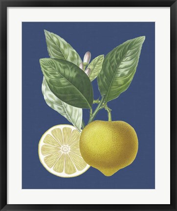 Framed French Lemon on Navy II Print