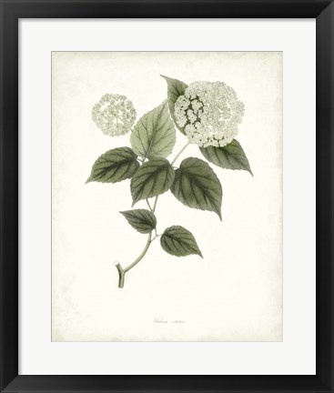 Framed Sage Botanical I Print