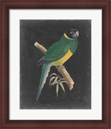 Framed Dramatic Parrots I Print