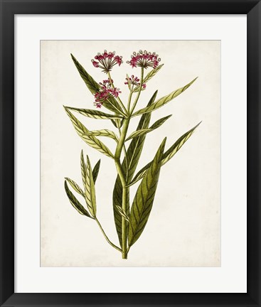 Framed Antique Botanical Study VIII Print