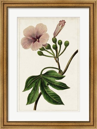 Framed Mauve Botanicals I Print