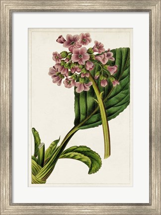 Framed Mauve Botanicals II Print