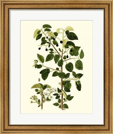 Framed Olive Greenery V Print