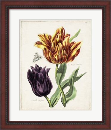 Framed Tulip Classics III Print