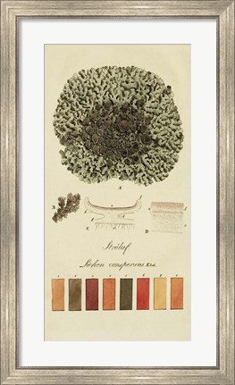 Framed Species of Lichen VI Print