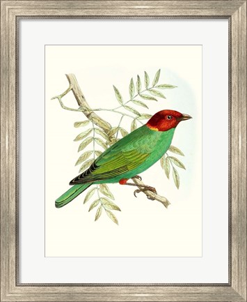 Framed On Perch V Print