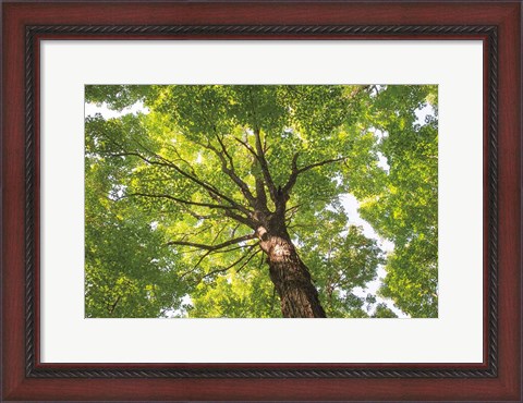 Framed Hardwood Forest Canopy V Print