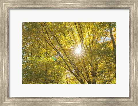 Framed Autumn Foliage Sunburst V Print