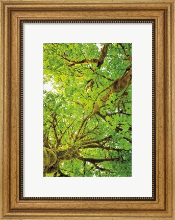 Framed Big Leaf Maple Trees V Print