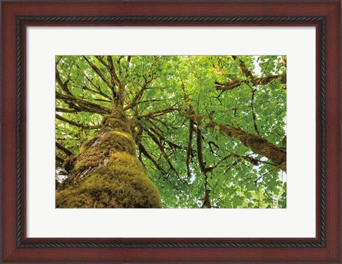 Framed Big Leaf Maple Trees I Print