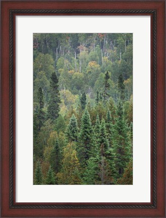 Framed Superior National Forest IV Print