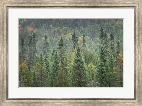 Framed Superior National Forest I Print