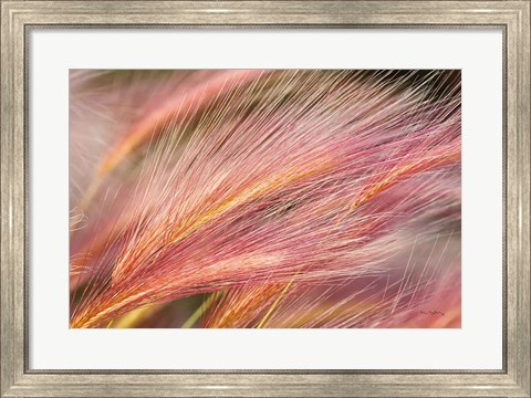 Framed Foxtail Barley III Print