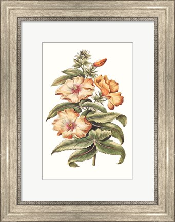 Framed Flowering Hibiscus I Print