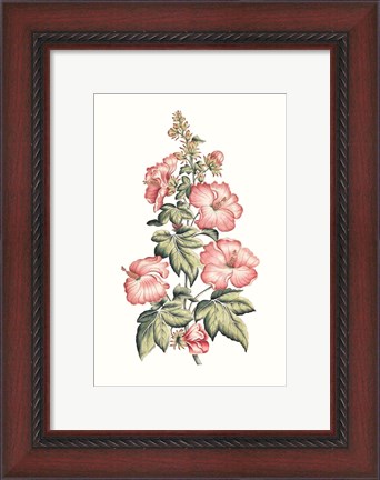 Framed Flowering Hibiscus II Print