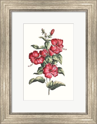 Framed Flowering Hibiscus III Print