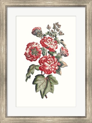 Framed Flowering Hibiscus IV Print