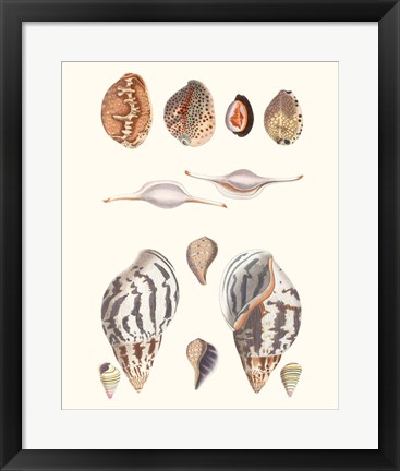 Framed Shell Collection II Print