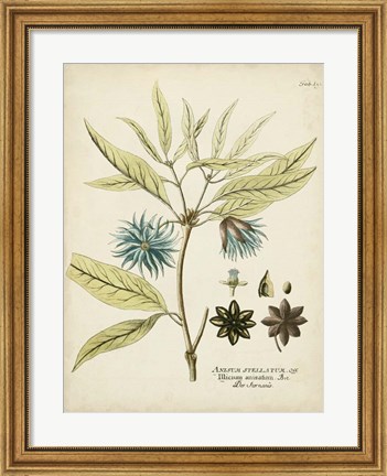 Framed Eloquent Botanical III Print