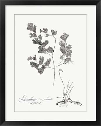 Framed Botanical Imprint I Print