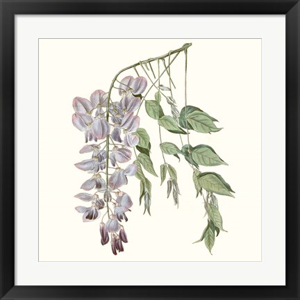 Framed Graceful Botanical II Print