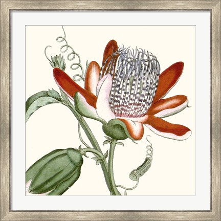 Framed Cropped Antique Botanical VI Print