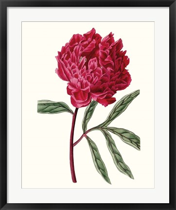 Framed Roseate Blooms IV Print
