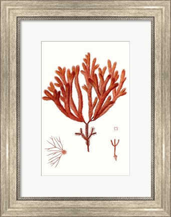 Framed Striking Seaweed II Print