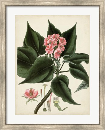 Framed Antique Foliage &amp; Fruit V Print