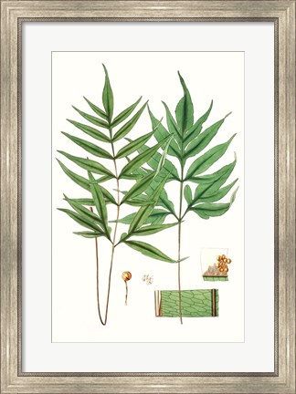Framed Fern Foliage IV Print