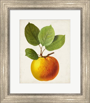 Framed Antique Fruit I Print