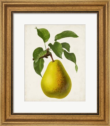 Framed Antique Fruit VII Print