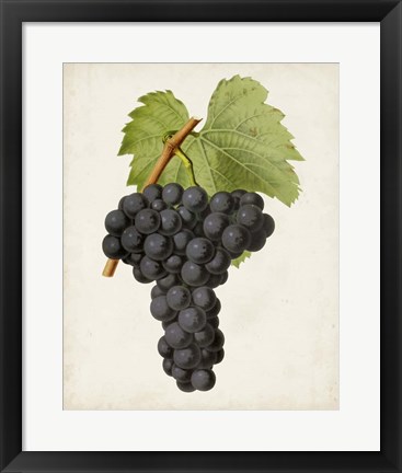 Framed Antique Fruit VIII Print