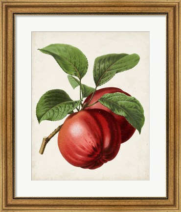 Framed Antique Fruit X Print