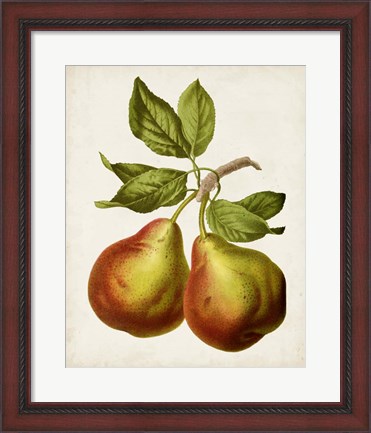 Framed Antique Fruit XI Print