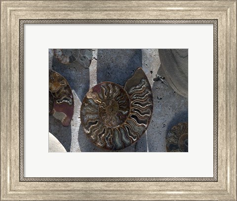 Framed Gifts of the Shore XVI Print