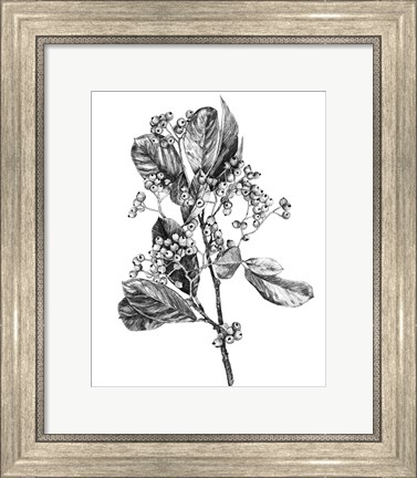 Framed Hawthorn Berry Branch II Print